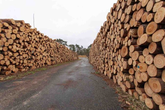 American Cherry Wood Dubai: Quality Export Solutions