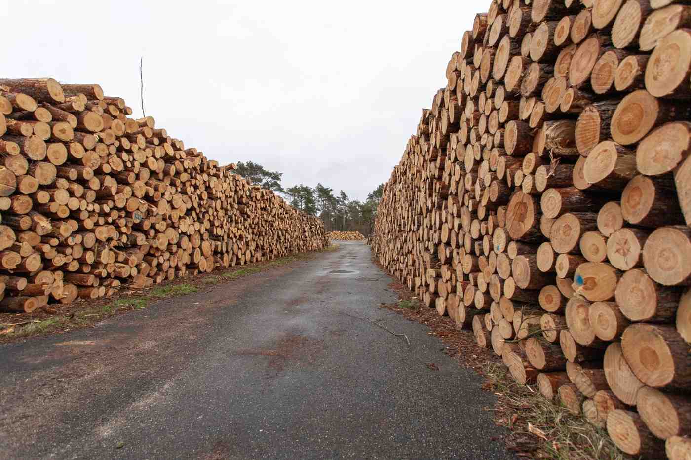 American Cherry Wood Dubai: Quality Export Solutions