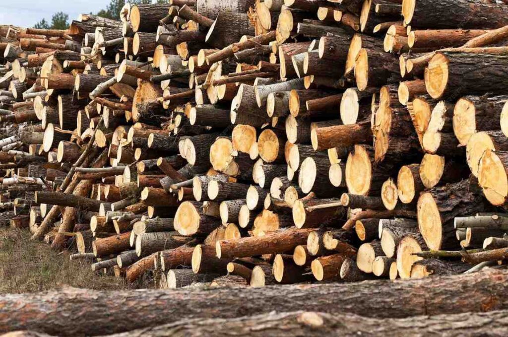 Reliable African timber suppliers in UAE offering quality hardwood